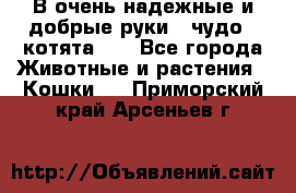 В очень надежные и добрые руки - чудо - котята!!! - Все города Животные и растения » Кошки   . Приморский край,Арсеньев г.